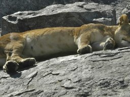 Seronera_and_Lobo2003-002